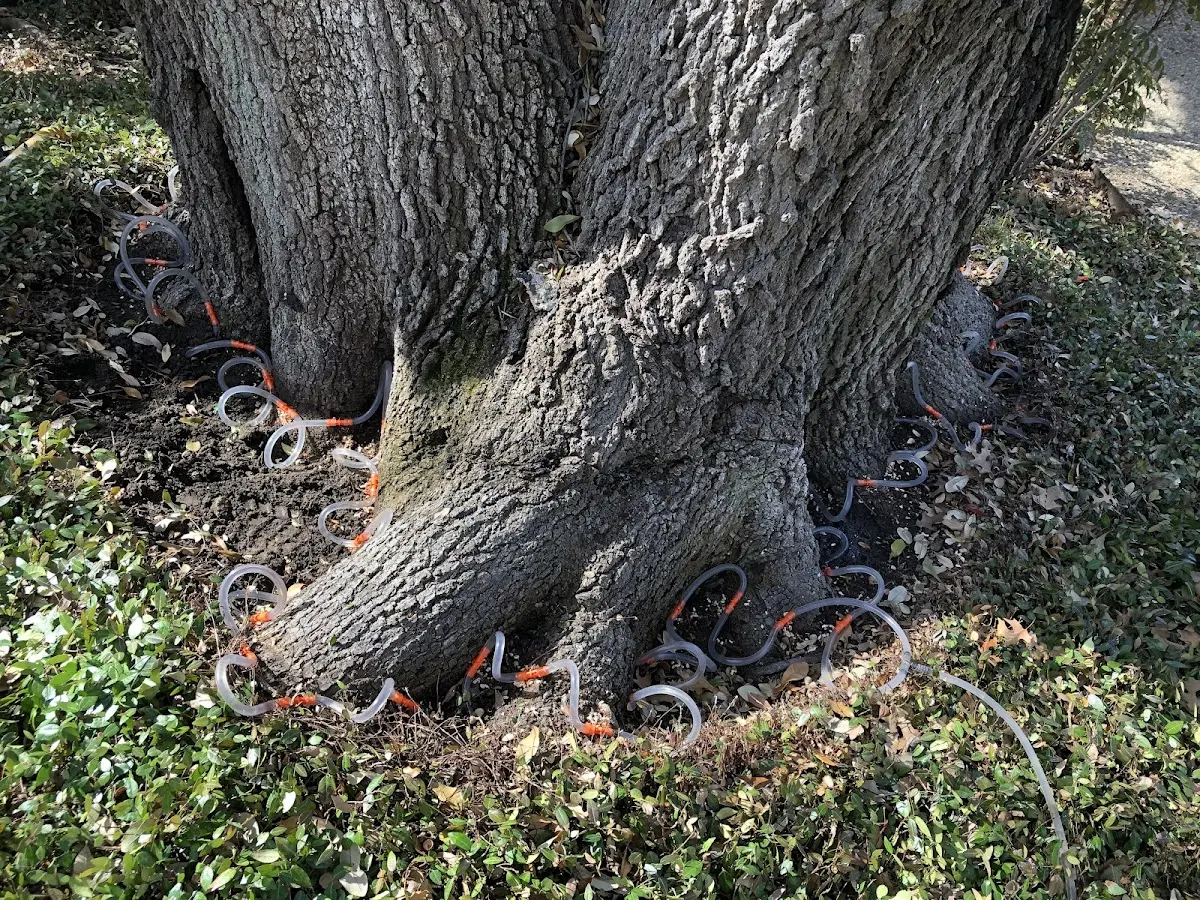 Detailed Tree Cabling and Bracing job site in Fennimore